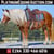 Horse ad