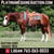 Horse ad