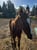 Annuncio cavallo