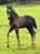 Annuncio cavallo