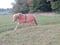 Horse ad