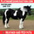 Horse ad