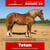 Paardadvertentie