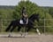 Horse ad