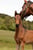 Annuncio cavallo
