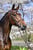 Anuncio de caballos