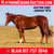 Horse ad