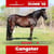 Annuncio cavallo