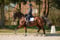 Horse ad