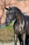 Horse ad