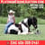 Annuncio cavallo
