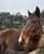 Horse ad