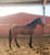 Horse ad