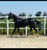 Horse ad