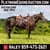 Annuncio cavallo