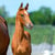 Annuncio cavallo