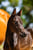 Annuncio cavallo