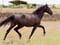 Annuncio cavallo