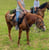 Horse ad