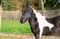 Annuncio cavallo