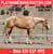 Annuncio cavallo