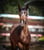 Horse ad