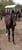 Horse ad
