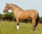 Horse ad