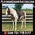 Horse ad