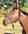 Horse ad