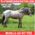 Horse ad