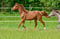 Horse ad