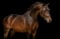 Annuncio cavallo