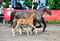 Annuncio cavallo