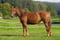 Annuncio cavallo