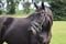Annuncio cavallo