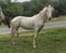 Horse ad