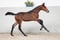 Annuncio cavallo