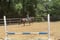 Horse ad