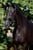 Annuncio cavallo