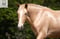 Horse ad