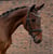 Annuncio cavallo