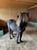 Horse ad