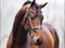 Annuncio cavallo