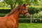 Annuncio cavallo