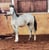 Horse ad