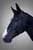 Annuncio cavallo