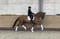 Horse ad