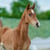 Horse ad