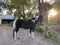 Annonce cheval